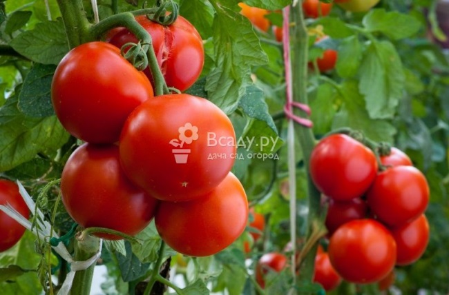 Тушеные помидоры польза вред